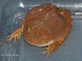 09 - Lepidobatrachus laevis